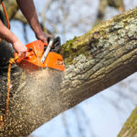 Get Your Plants New Life With The Right Tree Surgeons