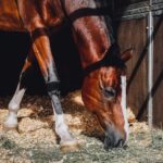 Should You Give Your Horse Treats?