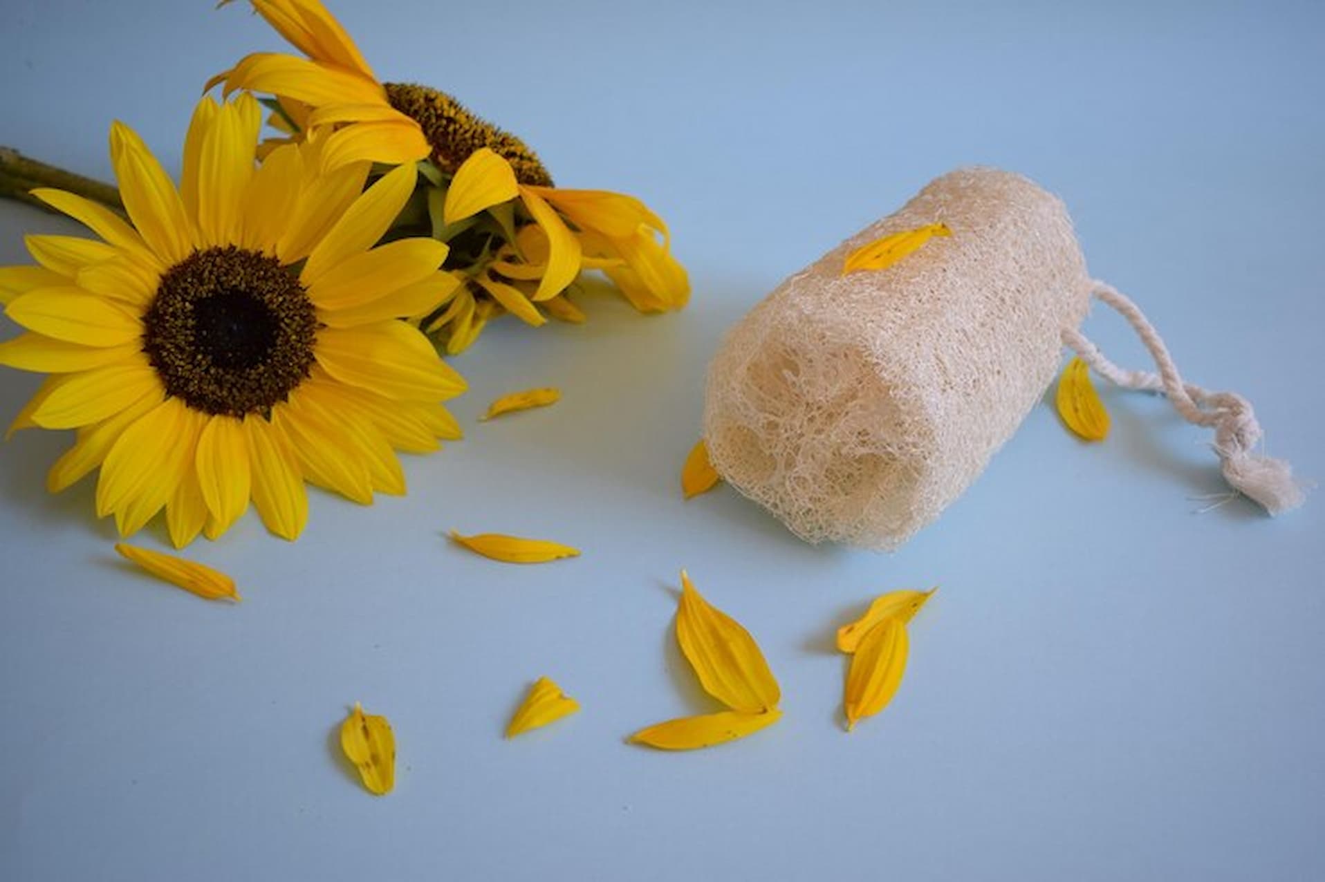 Sunflower Wax