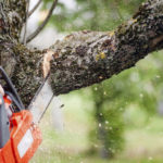 How To Choose The Right Tree Service Company