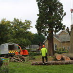 Is Job Of Tree Surgeons Restricted To Tree Surgery Only?