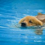 How To Keep Your Dog Happy And Healthy With A Hydrotherapy Pool